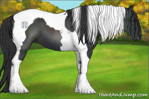 Horse Color:Black Tobiano 