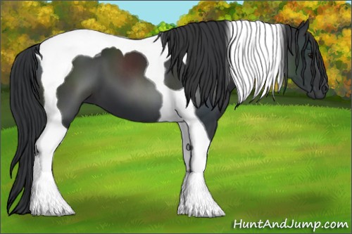 Horse Color:Black Tobiano 