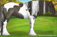 Horse Color:Smoky Black Tobiano 