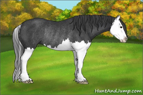 Horse Color:Black Splash Rabicano