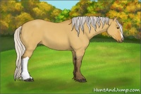 Horse Color:Silver Bay Dun