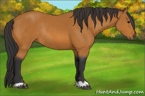 Horse Color:Bay Rabicano 