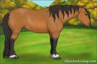 Horse Color:Bay Rabicano