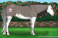 Horse Color:Grullo Sabino Splash 