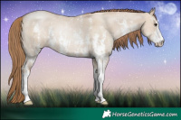 Horse Color:Grullo Pearl Sabino Rabicano 