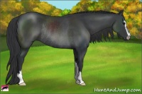 Horse Color:Black Sabino Rabicano 
