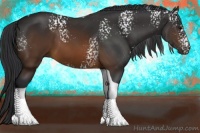 Horse Color:White Spotted Brown Tobiano 