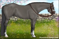 Horse Color:Grullo Sabino