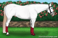 Horse Color:Buckskin Sabino Splash Appaloosa 