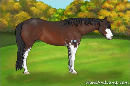 Horse Color:Brown Sabino