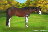 Horse Color:Brown Sabino