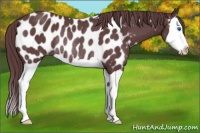 Horse Color:Chocolate Black Splash Near Leopard Rabicano