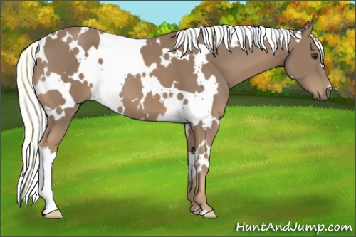 Horse Color:White Spotted Chestnut 