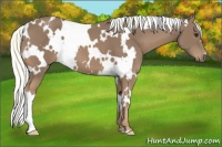 Horse Color:White Spotted Chestnut