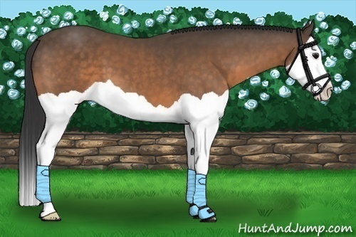 Horse Color:Buckskin Splash 