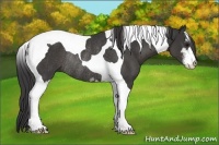 Horse Color:Smoky Black Sabino Tobiano Rabicano