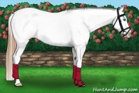 Horse Color:White Spotted Grullo Roan Splash Appaloosa