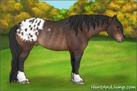 Horse Color:Bay Appaloosa Rabicano