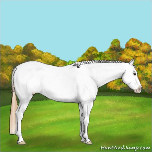 Horse Color:Chestnut Blanket
