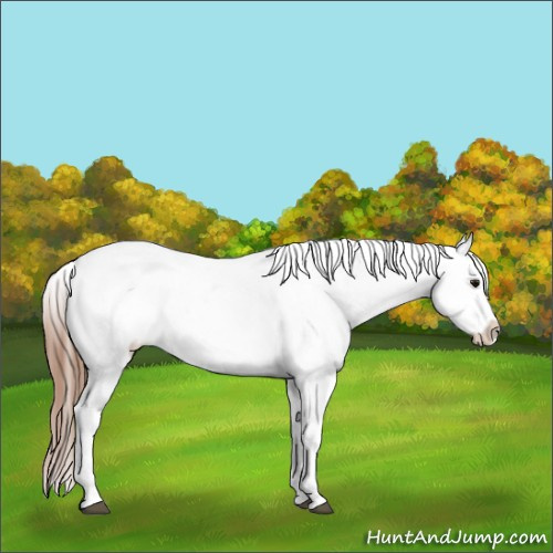 Horse Color:Bay Sabino Appaloosa