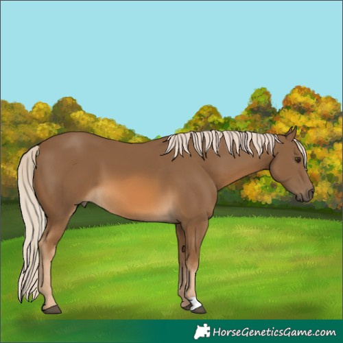Horse Color:Chocolate Palomino 