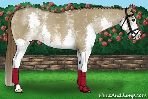 Horse Color:White Spotted Liver Red Dun Splash 