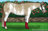 Horse Color:White Spotted Liver Red Dun Splash