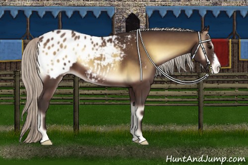 Horse Color:Silver Brown Onyx Appaloosa 