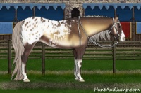 Horse Color:Silver Brown Onyx Appaloosa 