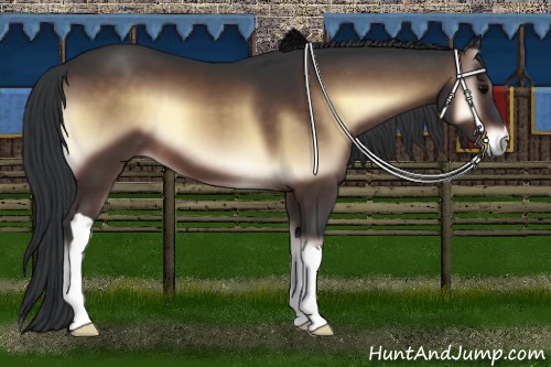 Horse Color:Bay Onyx 
