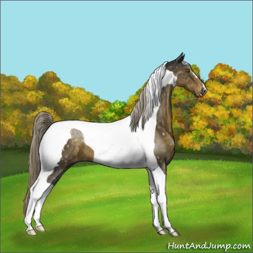 Horse Color:Chocolate Palomino Tobiano Appaloosa 