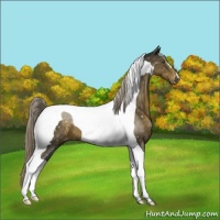 Horse Color:Chocolate Palomino Tobiano Appaloosa