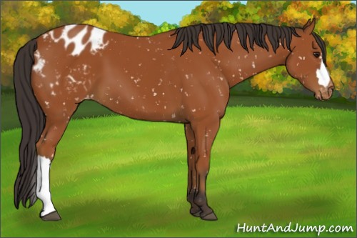 Horse Color:Brown Appaloosa 