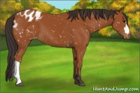 Horse Color:Brown Appaloosa