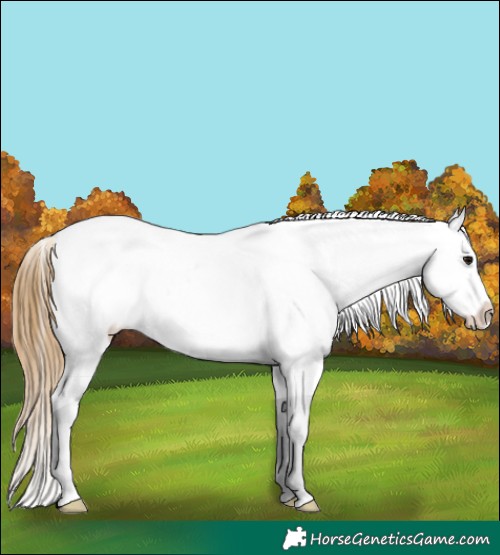 Horse Color:Buckskin Ice Tobiano Appaloosa 