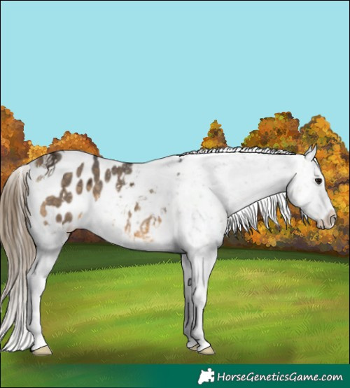Horse Color:Buckskin Ice Tobiano Snowflake Varnish 