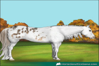 Horse Color:Buckskin Ice Tobiano Snowflake Varnish 
