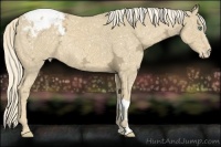 Horse Color:Cremello Ice Snowflake Varnish
