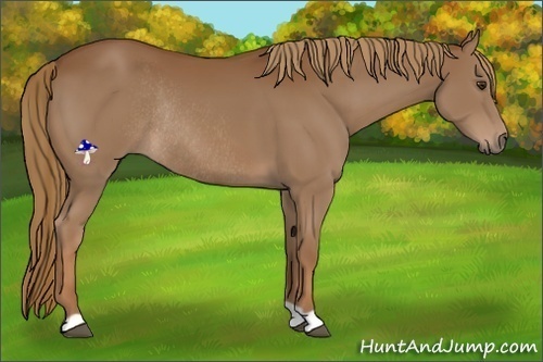 Horse Color:Chestnut Rabicano 