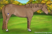 Horse Color:Chestnut Rabicano 