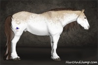 Horse Color:White Spotted Liver Red Dun Appaloosa 