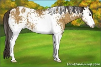 Horse Color:White Spotted Buckskin Sabino Appaloosa Rabicano 