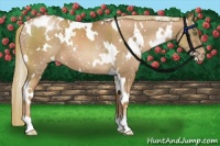 Horse Color:White Spotted Liver Chestnut Pearl Appaloosa
