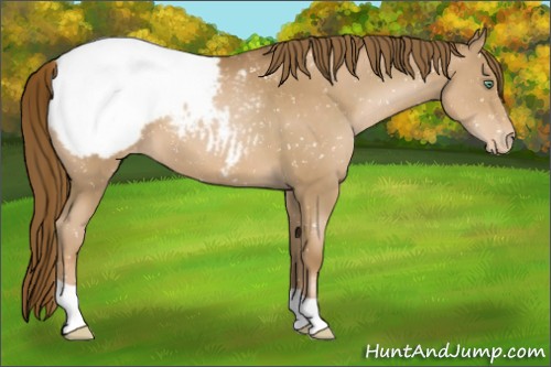Horse Color:Liver Chestnut Pearl Appaloosa 