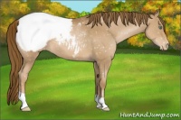 Horse Color:Liver Chestnut Pearl Appaloosa 