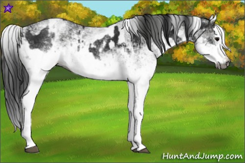 Horse Color:Gray White Spotted Black  and Gray White Spotted Black Splash 