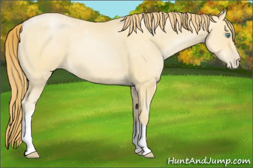 Horse Color:Buckskin Pearl 