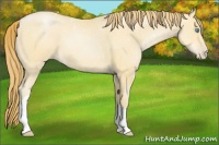 Horse Color:Buckskin Pearl 