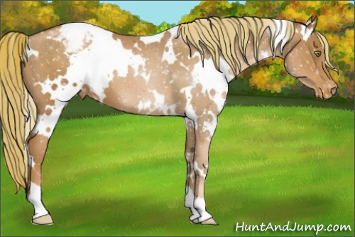 Horse Color:White Spotted Liver Chestnut Pearl Snowcap