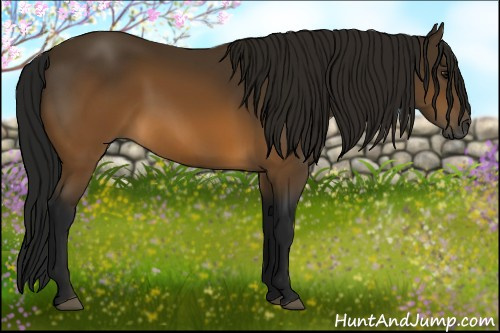 Horse Color:Gray Buckskin 